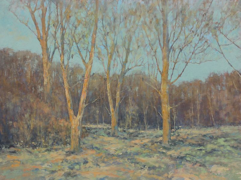warm sunlight on bare trees in spring 